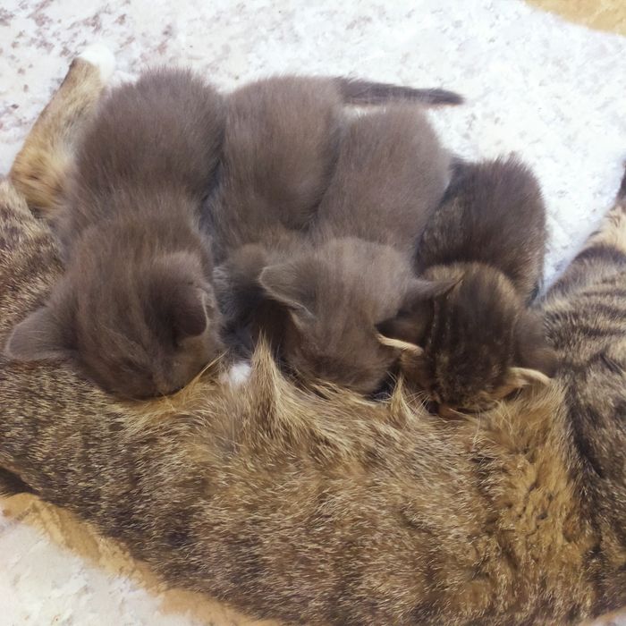 Пепельные котята