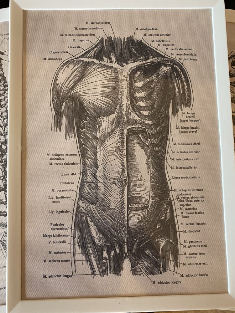 Tablouri medicale, viscere, elemente osoase, muschi