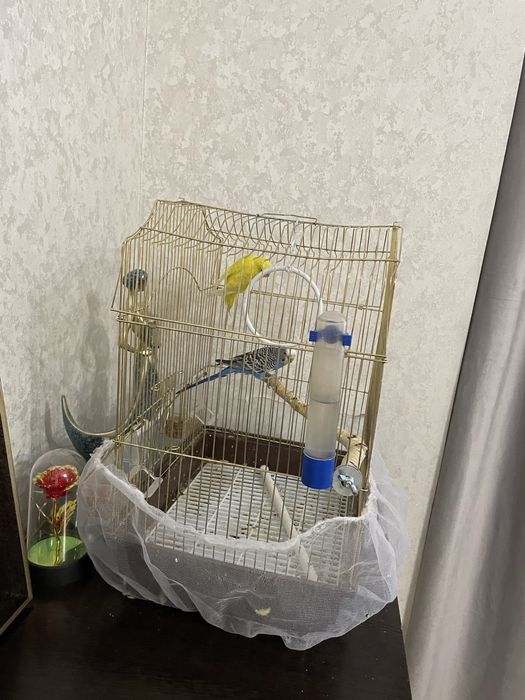 Продам птицы