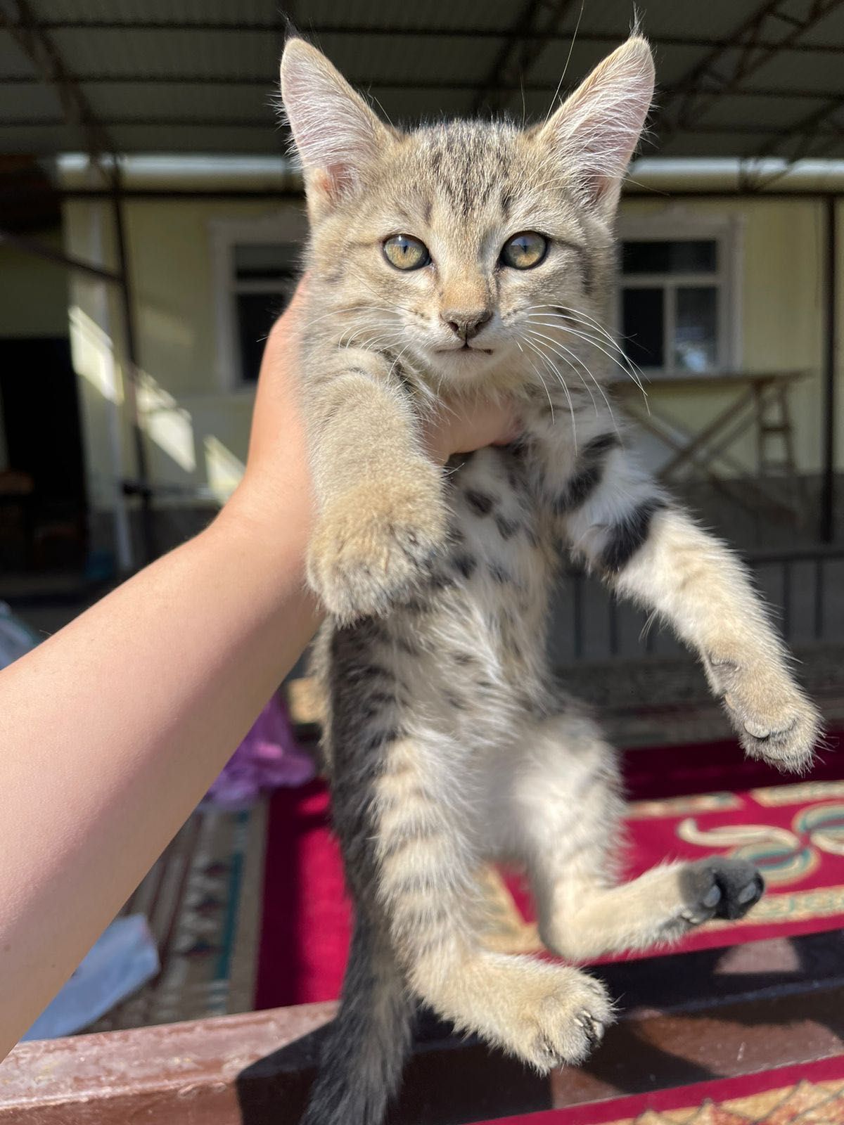 Отдам котят бесплатно