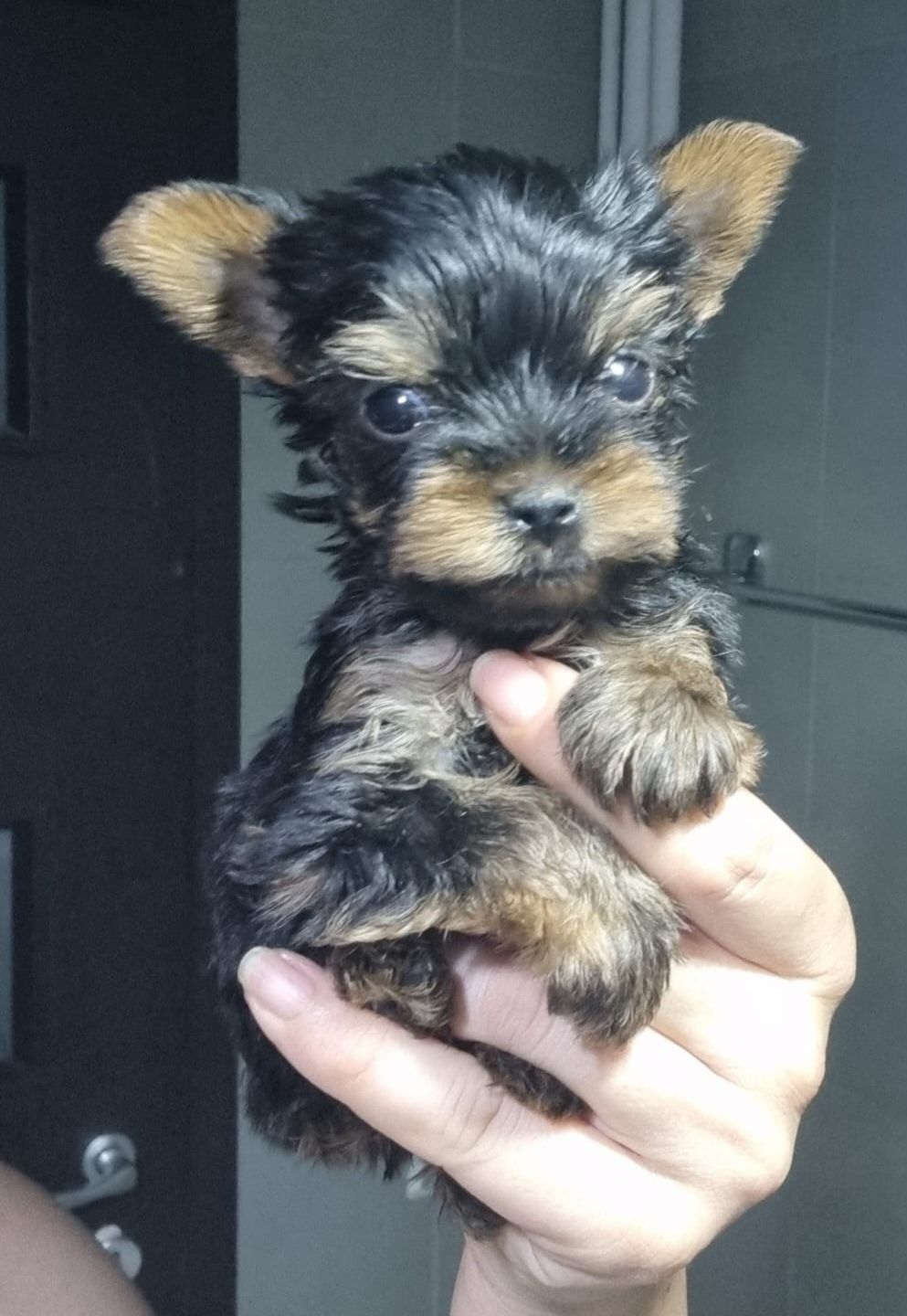 Yorkshire terrier mini toy rasa pura cu pedigree