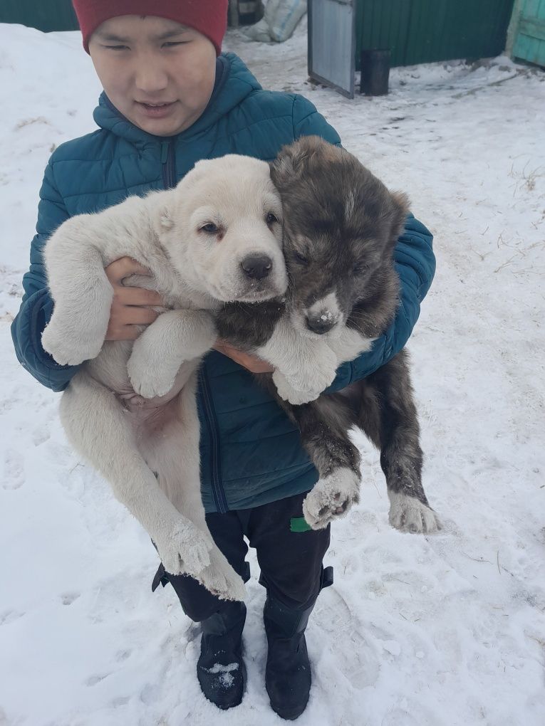 Шенки САО алабай 60000