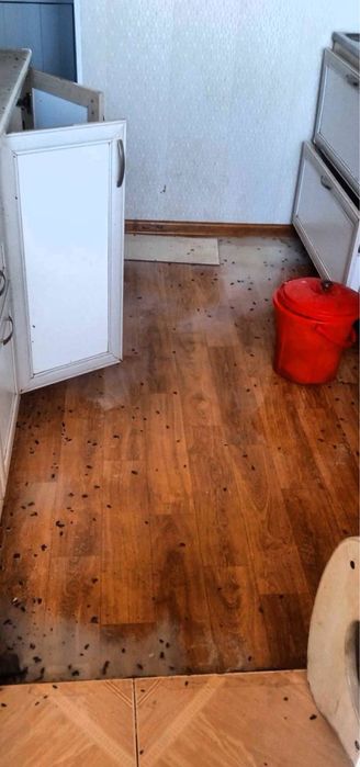 Дезенфекция дизенсекция дератиция клоп таракан dizinfeksiy 20% скидка