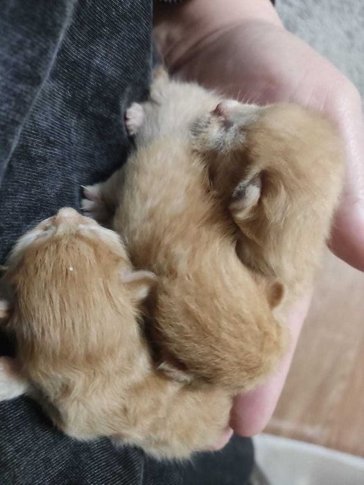 СРОЧНО Отдам рыжих котят!!!