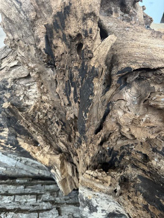 Орехов корен декорация