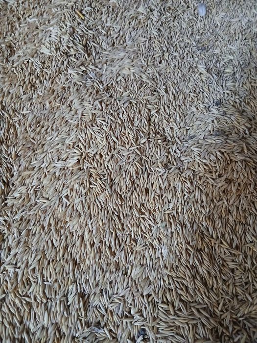 Vand ovaz 10 tone 1,5lei/kg