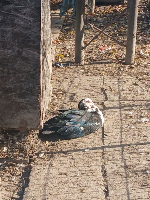 Vând rățoi mut 150 de lei negociabil.