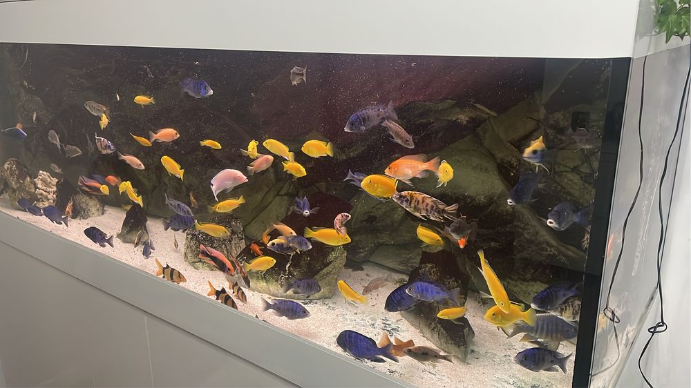 Vand ciclide africane caeluleus galbeni