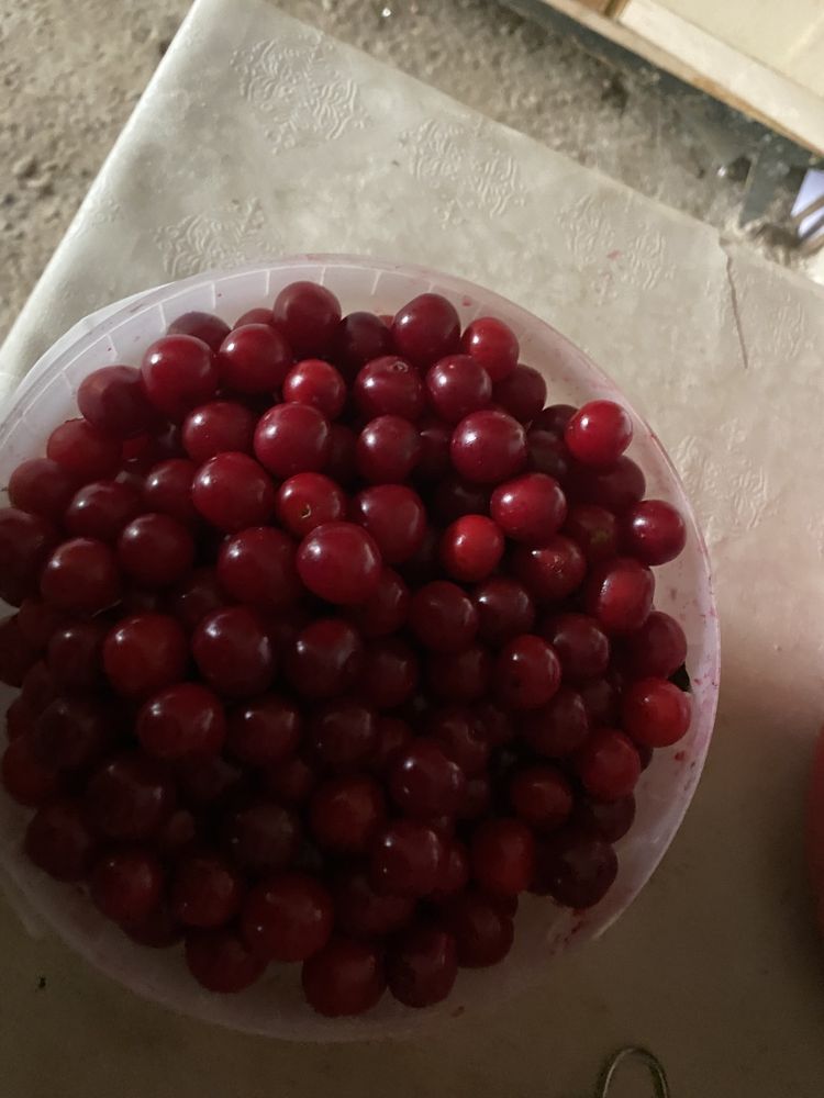 Продам вишню домашнюю