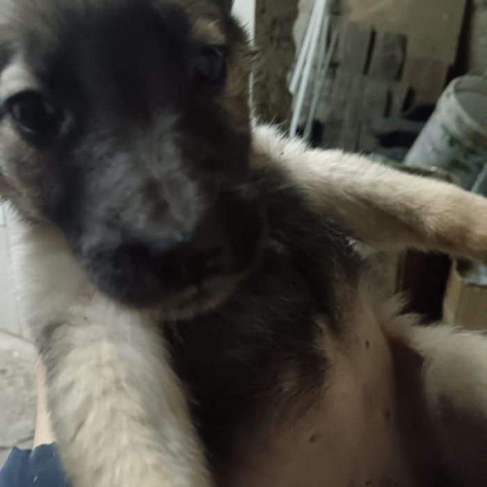 Отдам щенят бесплатно