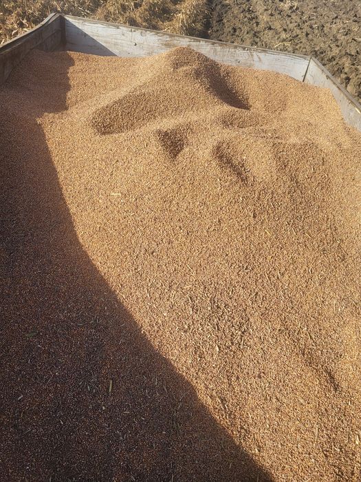 Vand sorg productie 2025