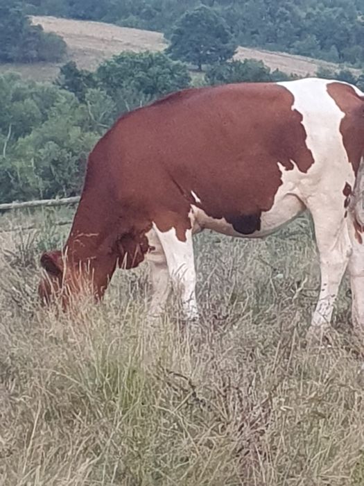 Vând vițea de  1 an