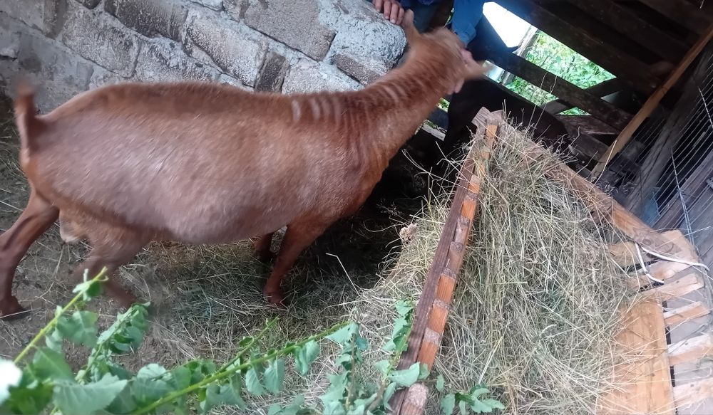 Vând Țap de rasa