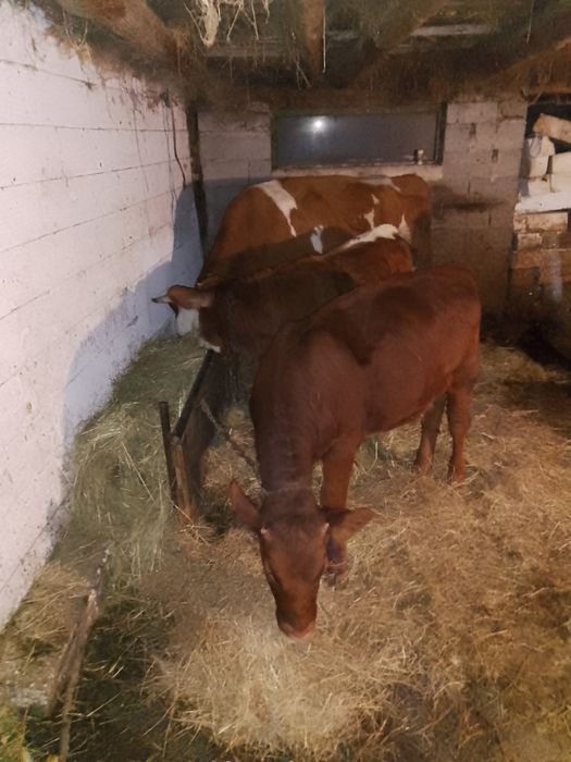 Vând vițele de vaca , vârstă 4 luni