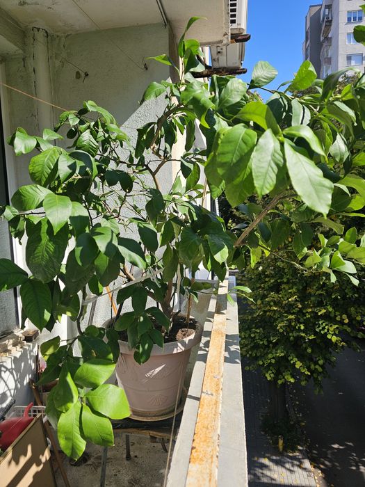 Лимонено дръвче в саксия