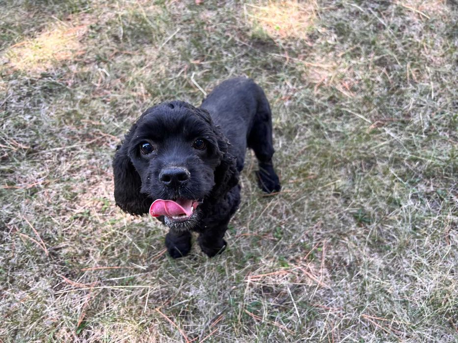 Американски кокер шпаньоли и спрингер шпаньол