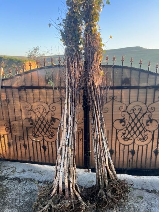 Puieți diferite soiuri direct de la producator100% !!