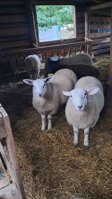 Vand berbecuți texel