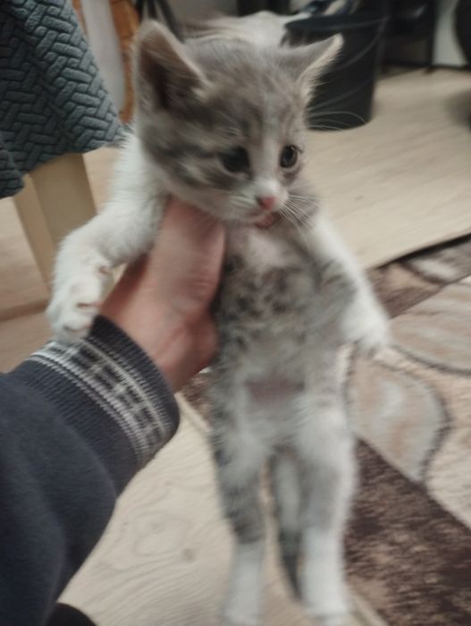 Котята четверо 2 мальчика 2 девочки