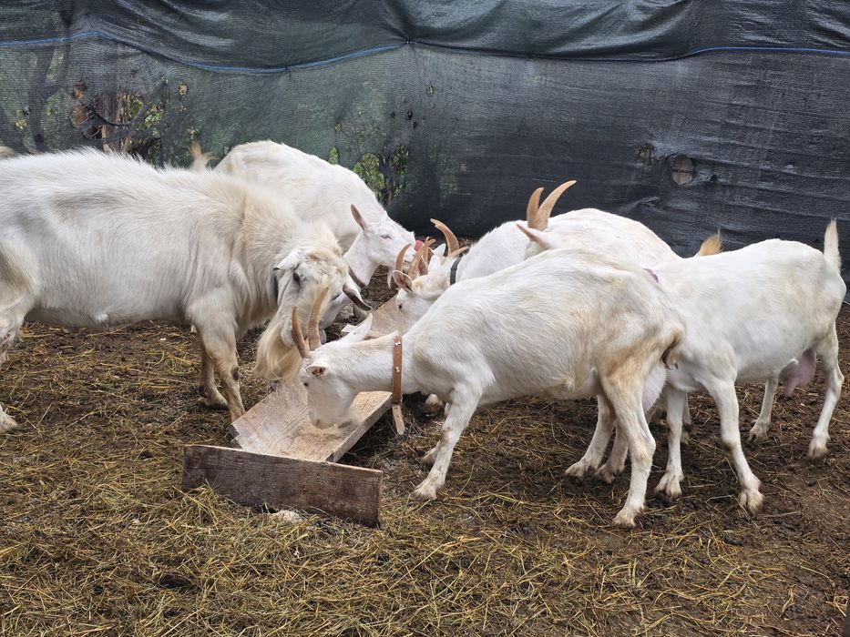 Capre sannen caprele sunt montate