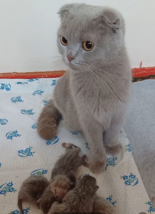 Выслоухивые кошки