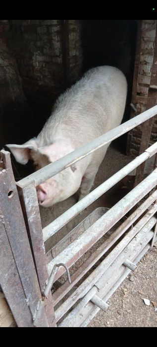 Прасета различни килограми