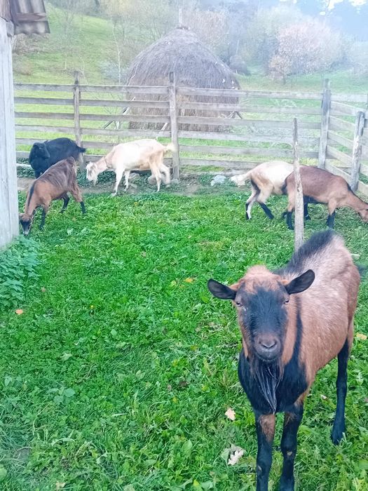 Capre tinere de vanzare