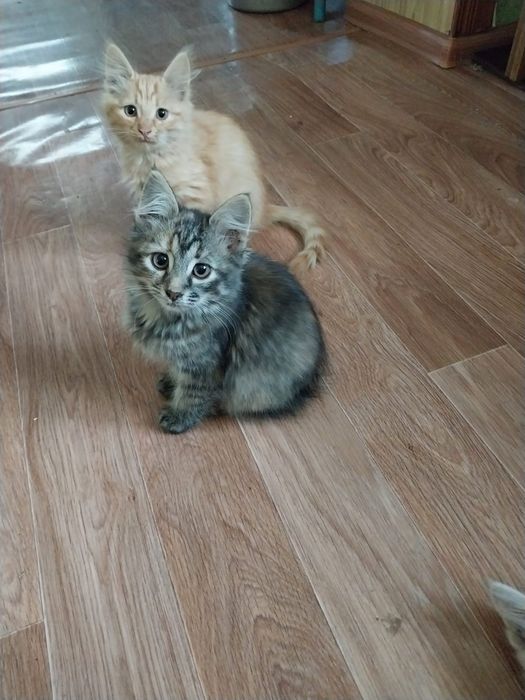 Котенок в добрые руки.