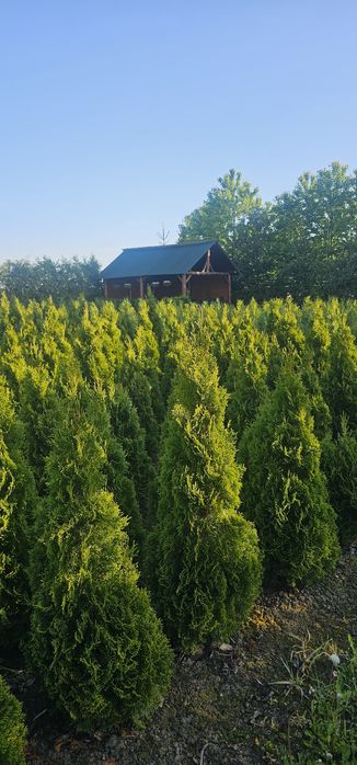 Tuia producator smaragd,columnara,brabant
