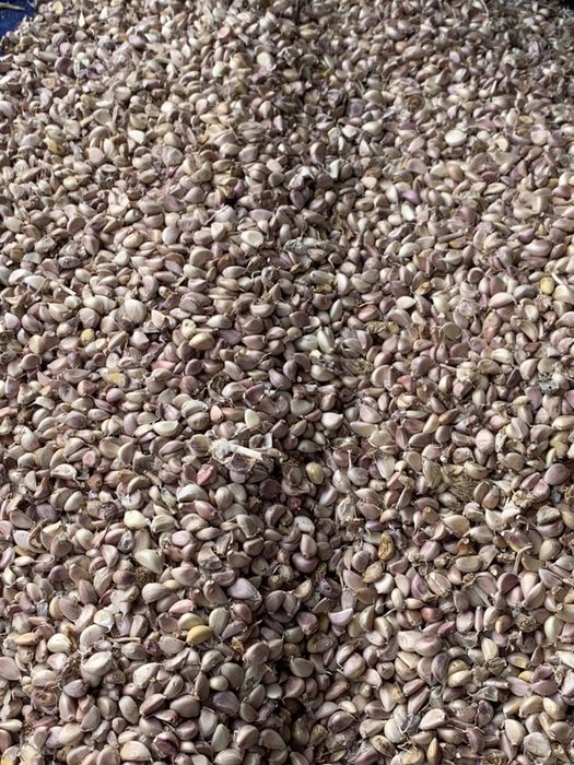 Vand usturoi soi national si chino pentru plantat