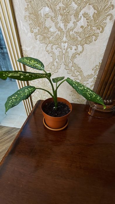 Диффенбахия,Продаю.