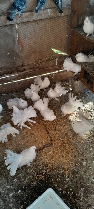 Pave indiene.Sat.Cubulcut