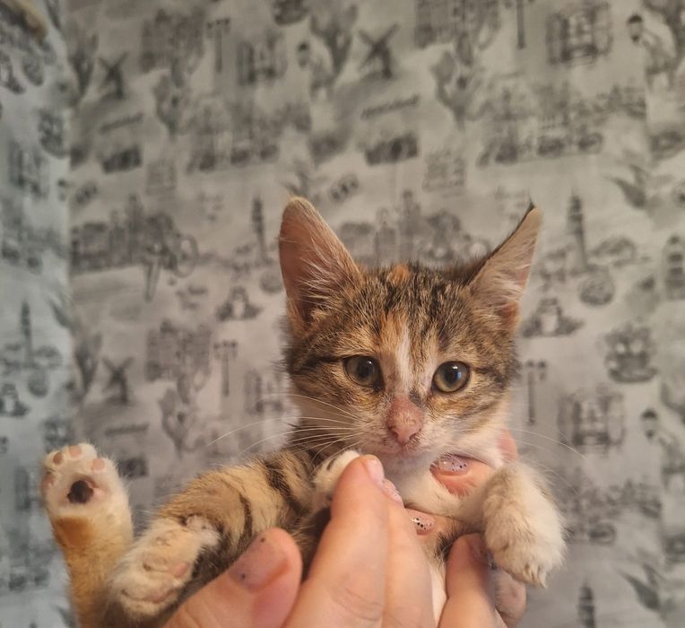 Отдам кошечку в добрые руки