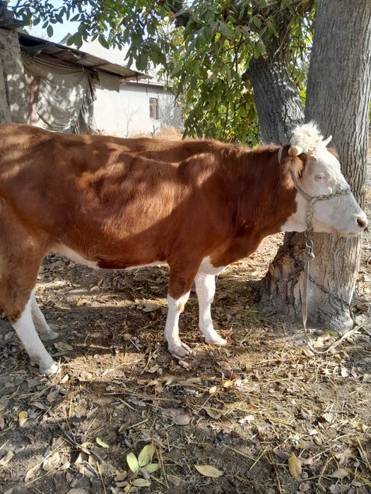 Семинтал сотилади