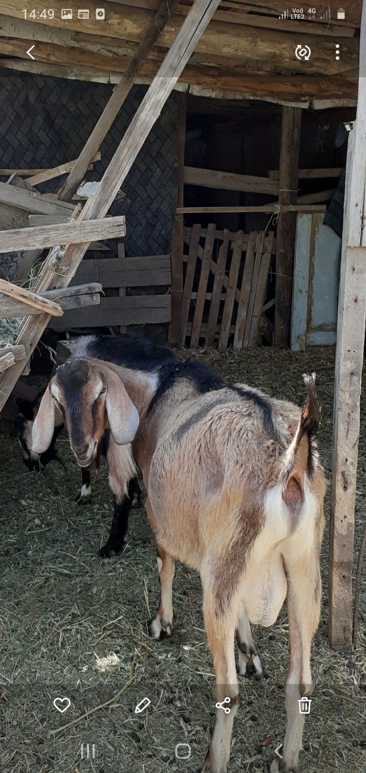 Англо- нубийский козел ,производитель