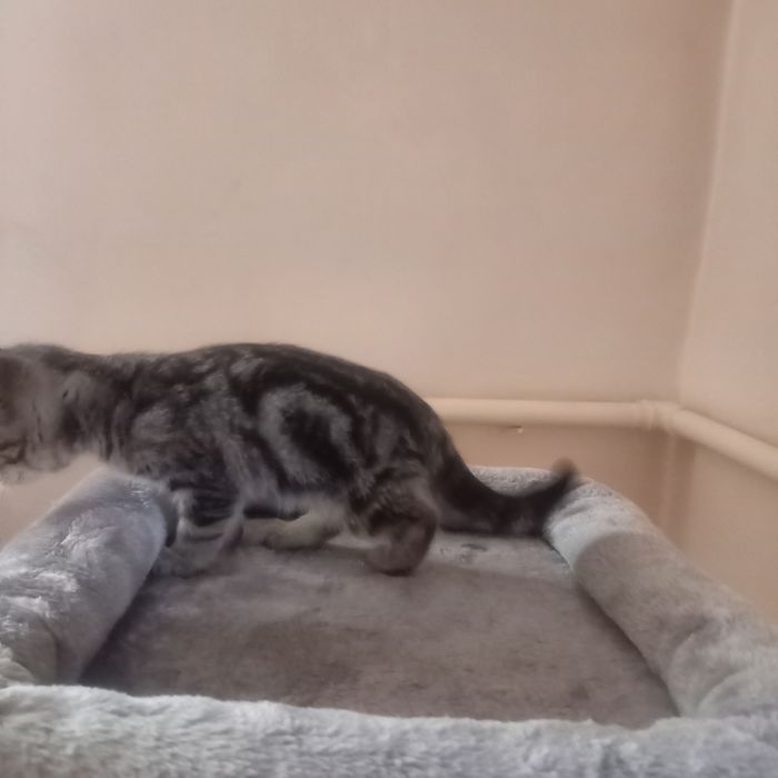 Продаются котята породистые,проглистованые.