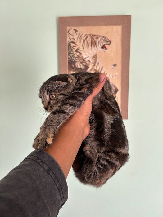 Кошка, шотландская вислоухая