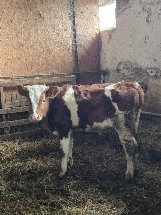 Vând tauras pentru tinut