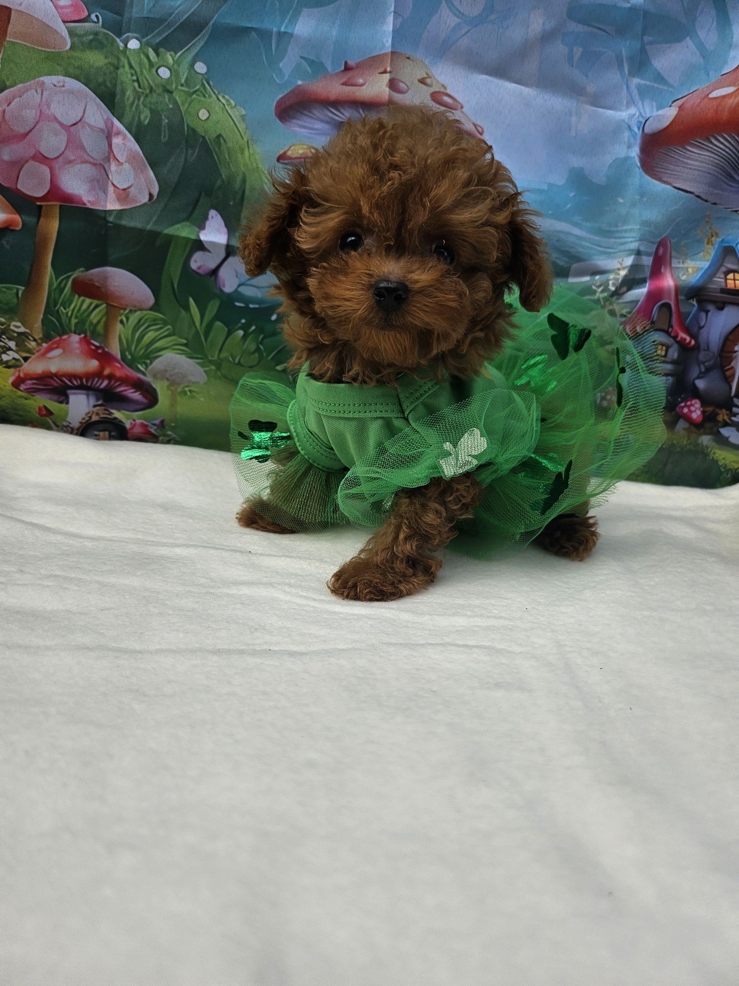 Резервирано !Пудел тийкъп момиче/Toy Poodle/Родословие