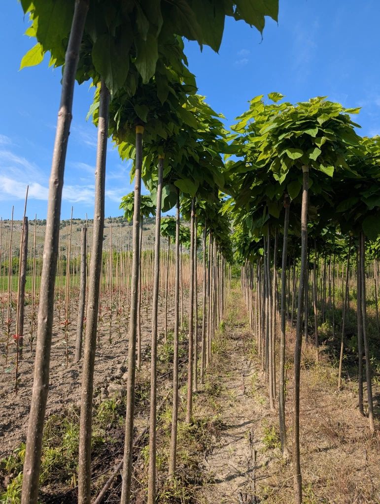 Vând catalpa globulară diferite dimensiuni