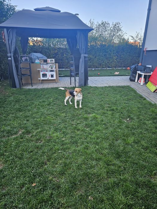 Donez catelusa Beagel