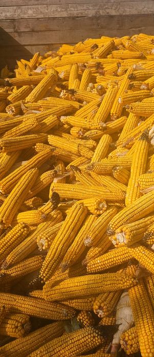 Vând porumb știulete