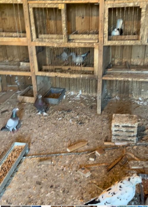 Vând porumbei rasa Uriași Maghiari , Rotații, Cap roș de Botoșani