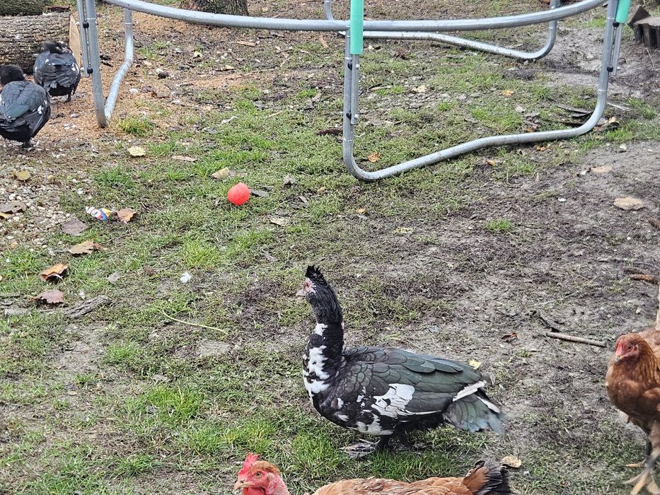 Rate lesesti de anul acesta