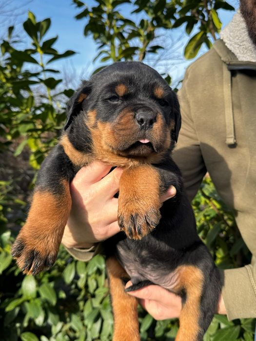 Pui rottweiler talie mare