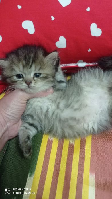 Породистые котята от сер. Шеншиллы