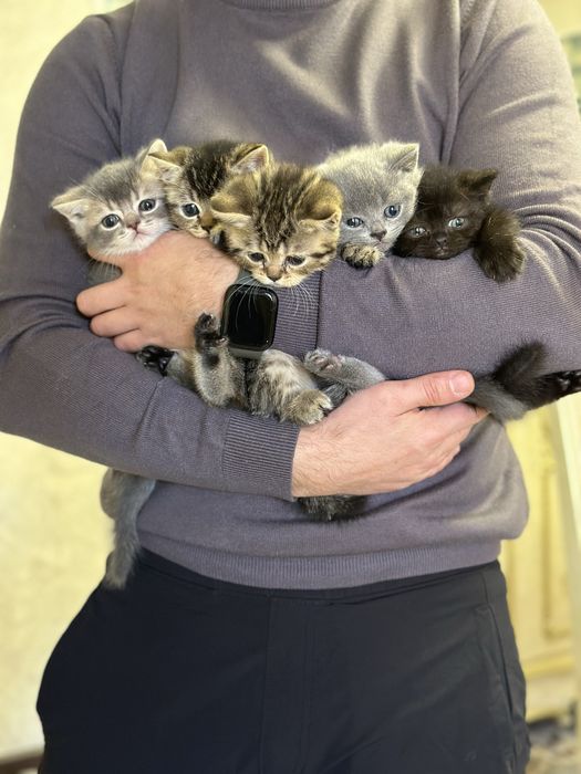 Продаются котята