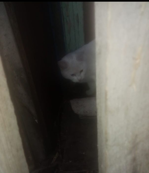 Кот крысолов с разными глазами