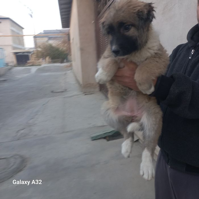 Кавказский щенок сотилади