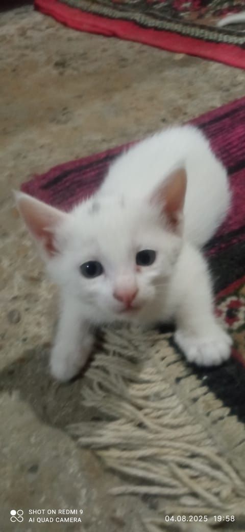 Mushuk bepul beriladi